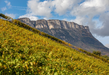 Fototapeta na wymiar Vineyard in South Tyrol in Autumn
