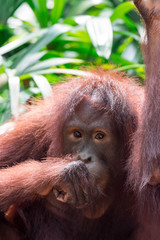 A closeup photo of a bornean orangutan Pongo pygmaeus while sitting and looking curiously