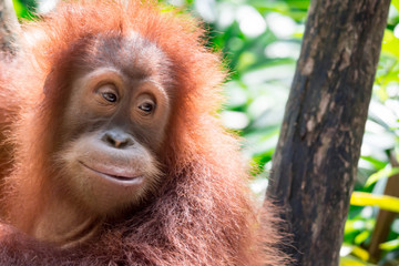 A closeup photo of a bornean orangutan Pongo pygmaeus while sitting and looking curiously