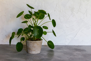Pilea peperomioides, money plant in the pot. Big plant with babies. Isolated. White and gray ...