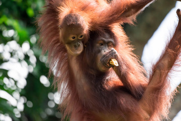 A closeup photo of a bornean orangutan Pongo pygmaeus while hanging on a vine and eating bamboo