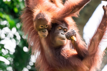 A closeup photo of a bornean orangutan Pongo pygmaeus while hanging on a vine and eating bamboo © Bill