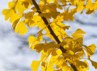 Leuchtend gelbe Ginkgo-Blätter im Herbst