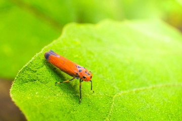 close up image of  bug on the green leaf with blur background.