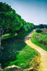 Beautiful landscape with path and cedar trees.