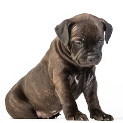 cute brown english staffordshire bull terrier puppy lying isolated on white background, close-up 
