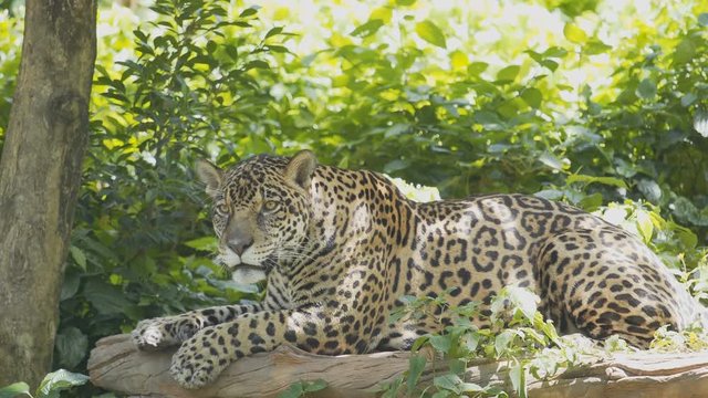 Jaguar resting in the forest.