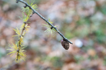 Bergwanderung über Schapbachriedel zum Grünstein