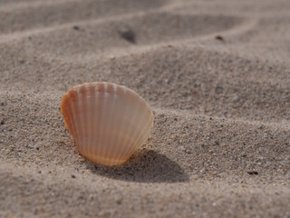 Fototapeta na wymiar Muschel stehend im Sand