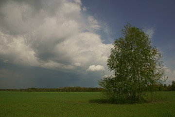 Берёза в поле