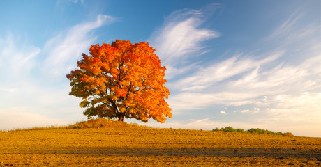 lonely tree in the field in fiery autumn colors - Powered by Adobe