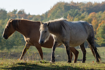 Obraz na płótnie Canvas horses on the autumn graze