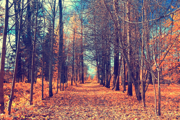 autumn forest landscape / yellow forest, trees and leaves October landscape in the park