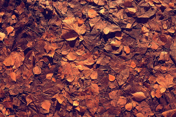 fallen leaves background / autumn background yellow leaves fallen from a tree