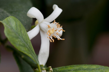 Closeup image of lemon flower stamens