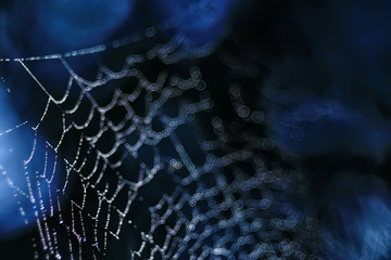 macro picture web / web strands, reflections and water drops on a background of the web