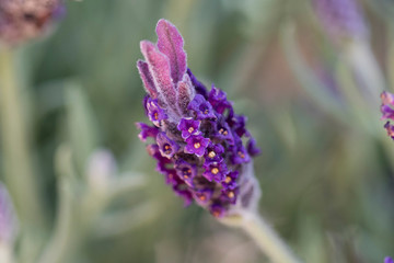 Closeup image of a lavender flower (Lavandula spica).