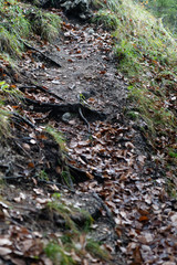 feuchter Waldboden im Herbst
