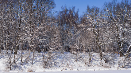 Russian winter background with tree branches in snow near frozen pond, selective focus