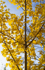  Ginkgo mit leuchtend gelben Blättern im Herbst