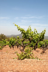 Fototapeta na wymiar early spring vines