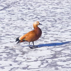 Male Ruddy shelduck Tadorna ferruginea walking on snow over frozen pond, selective focus, shallow DOF