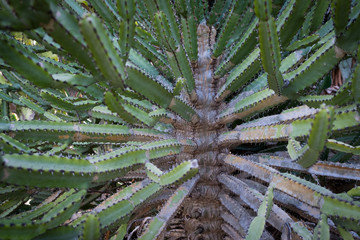 cactus plants closeup , cactus tree detail