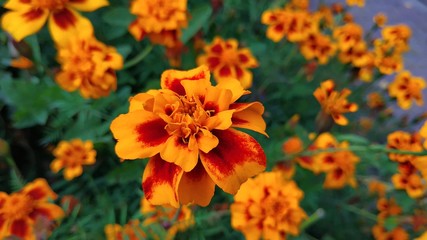 Bright flowers tagetes