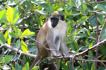 Green vervet monkey (Chlorocebus pygerythrus)