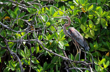 Purple heron (Ardea purpurea)
