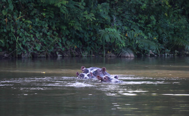 Fototapeta premium Hippo in a pool, Gambia