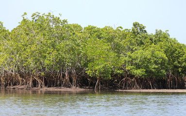 Dense mangrove forest in shallow waters