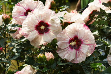 blühender Hibiskus © Erika Wehde