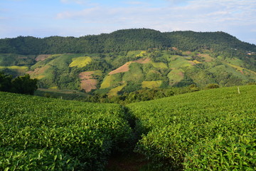 Fototapeta na wymiar Plantations de Thé Chiang Rai Thaïlande - Tea Fields Thailand