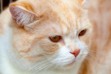 Red cat Gold chinchilla.