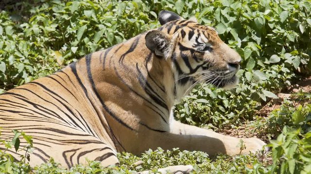 Tiger is resting in the forest.