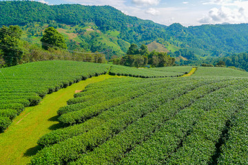 Fototapeta na wymiar Tea Plantation in Doi Mae Salong, Chiang Rai Province in Northern Thailand.