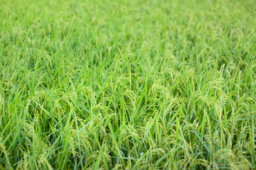 Ear of rice in rice field