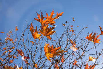 Branches of plane tree with red and brown autumn leaves and seeds against a background of blue sky