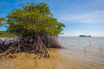 Mangrove plants growing at the coast, Koh Phangan