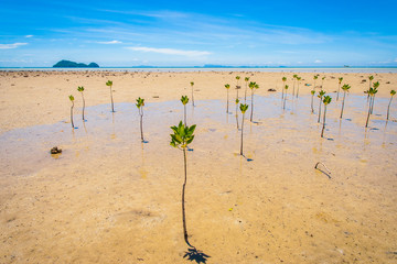 Mangrove plants growing at the coast, Koh Phangan