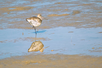 Hudsonian Godwit fishing on the lake                