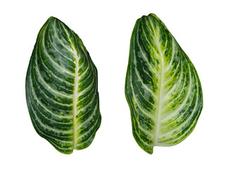 Dieffenbachia, Green Leaves Isolated on White