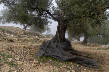 Olive trees with netting