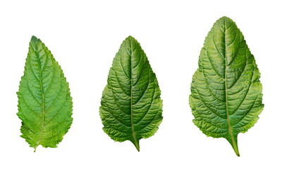 Naklejka na ściany i meble Green fresh basil leaves isolated on white