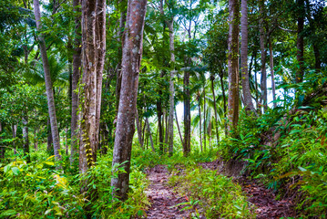 Path thru the palm forest, Thailand