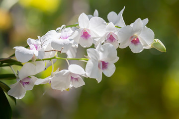 Orchids flower in nature with blurred background.