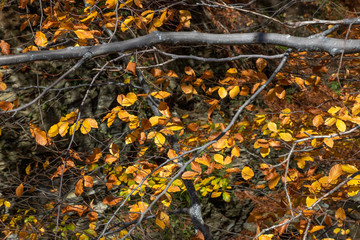 Branches of trees with golden autumn leaves