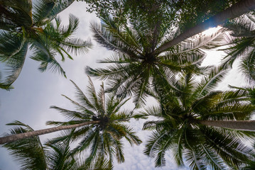 Palm trees from below