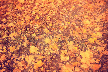 fallen leaves background / autumn background yellow leaves fallen from a tree